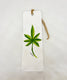 Cannabis