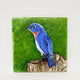 Blue Bird