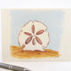 Sand Dollar